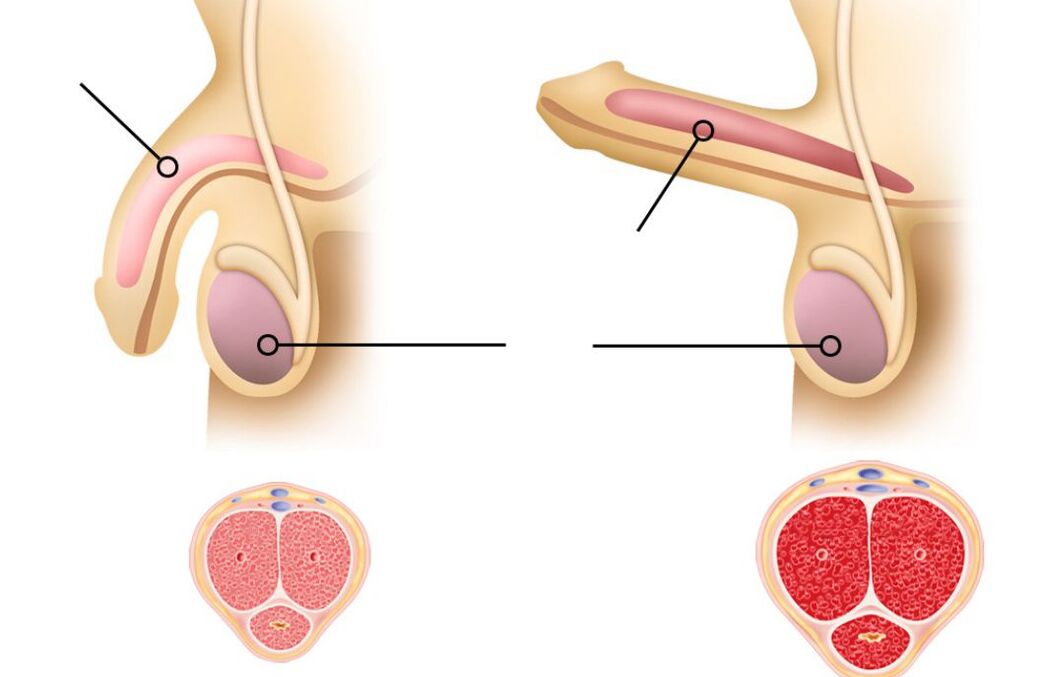 razones de la disminución de la potencia en los hombres